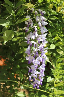 Wisteria floribunda 'Murasaki Noda' - vistárie květnatá - květenství